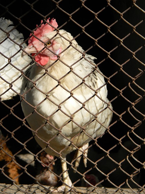 球员在比赛 球员在比赛