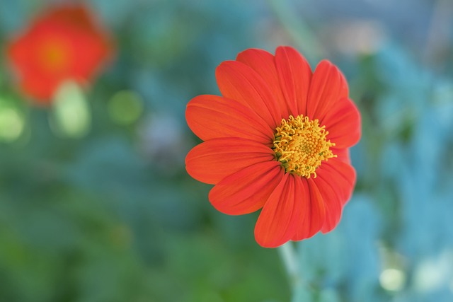 篮球的发展 篮球的发展